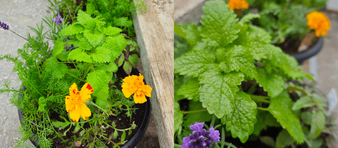 Title_ Companion Planting