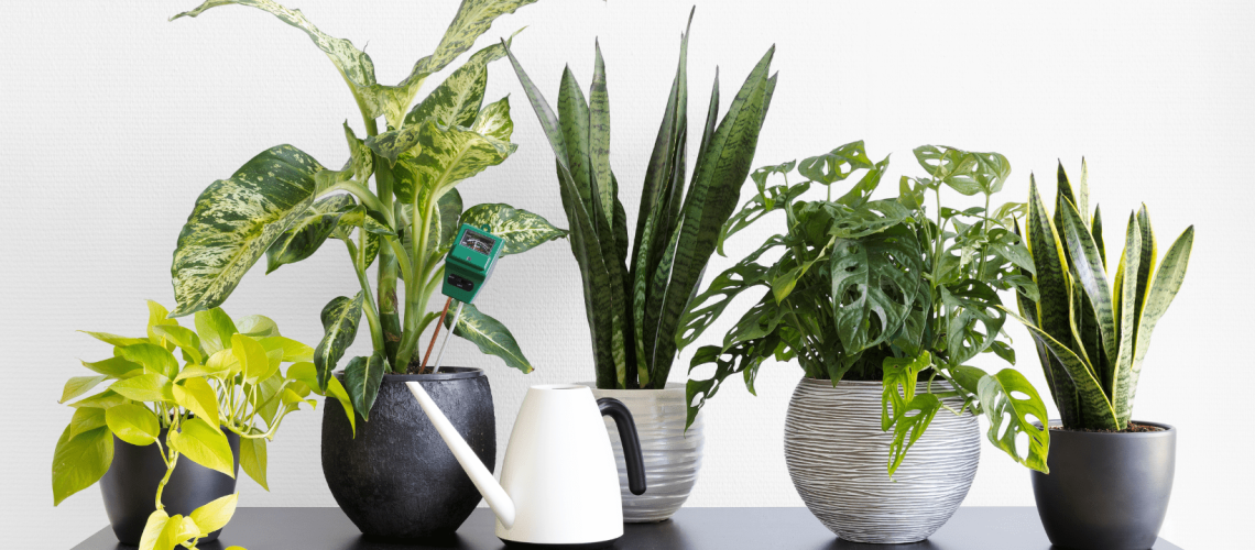 Title_ Tropical Plants