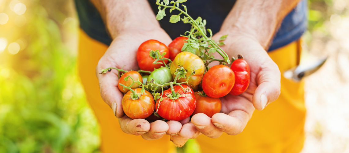 Tomato Harvest