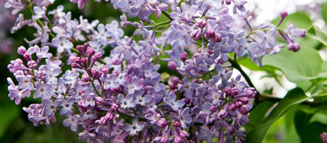 Syringa Lilacs - Full Quart Potted Plants — Pacific Royal
