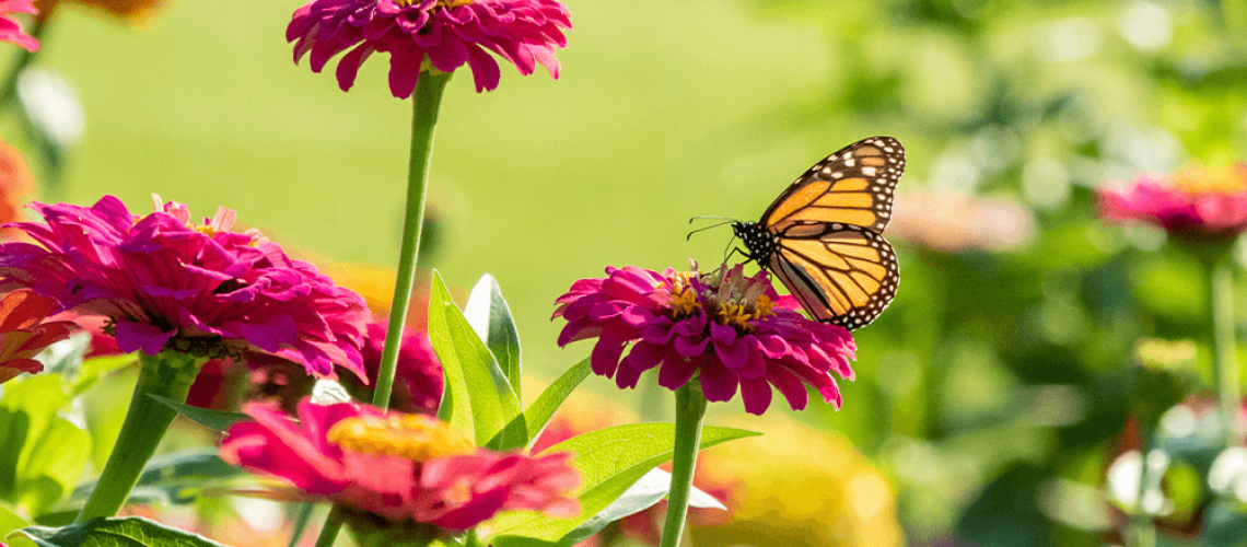 -butterfly on pink flowers royal city nursery