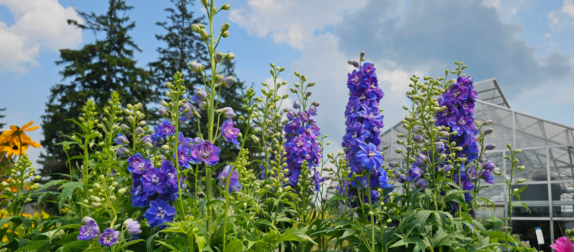 Why Digging in the Dirt is Scientifically Good for You | Blog Photo