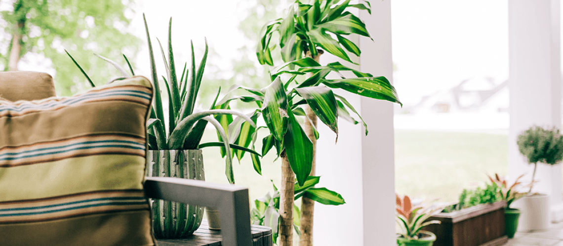 Royal City Nursery houseplant outdoors on patio