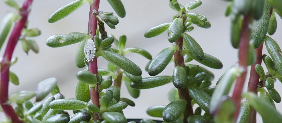 houseplant care in fall and winter mealybug pests on succulents royal city nursery guelph