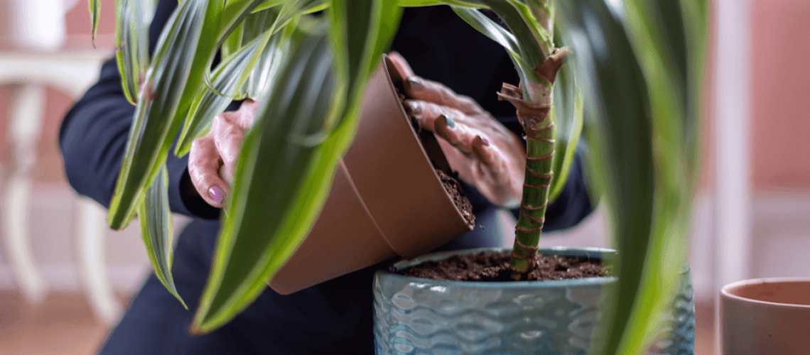 repotting a housplant royal city nursery