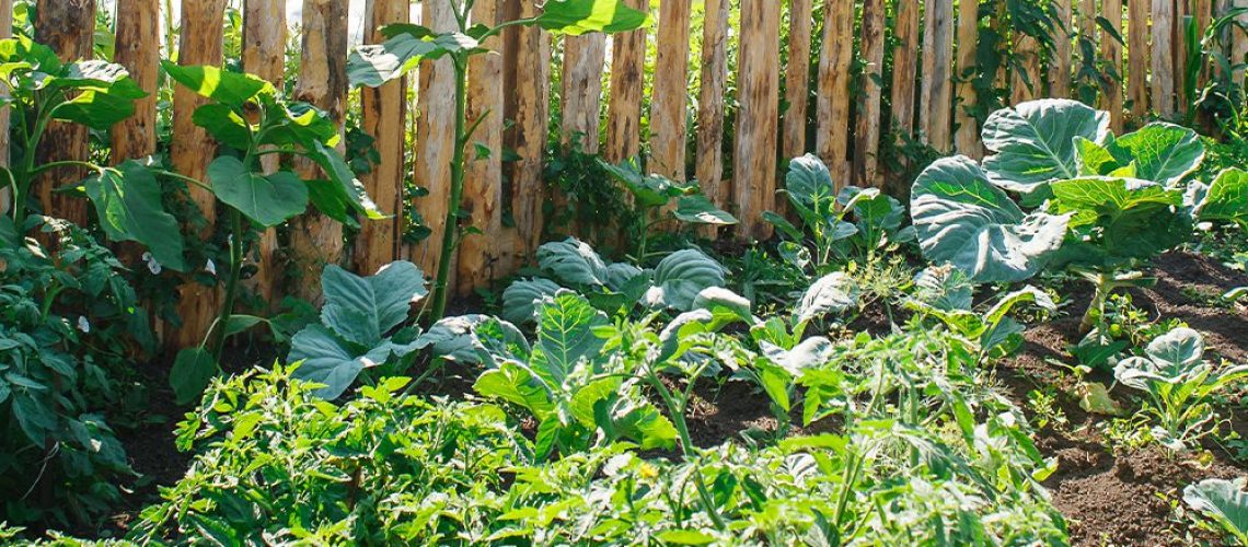 royal-city-nursery-creating-a-healthy-ecosystem-vegetable-garden