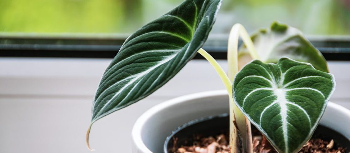 royal city nursery guelph best houseplants for big bright windows