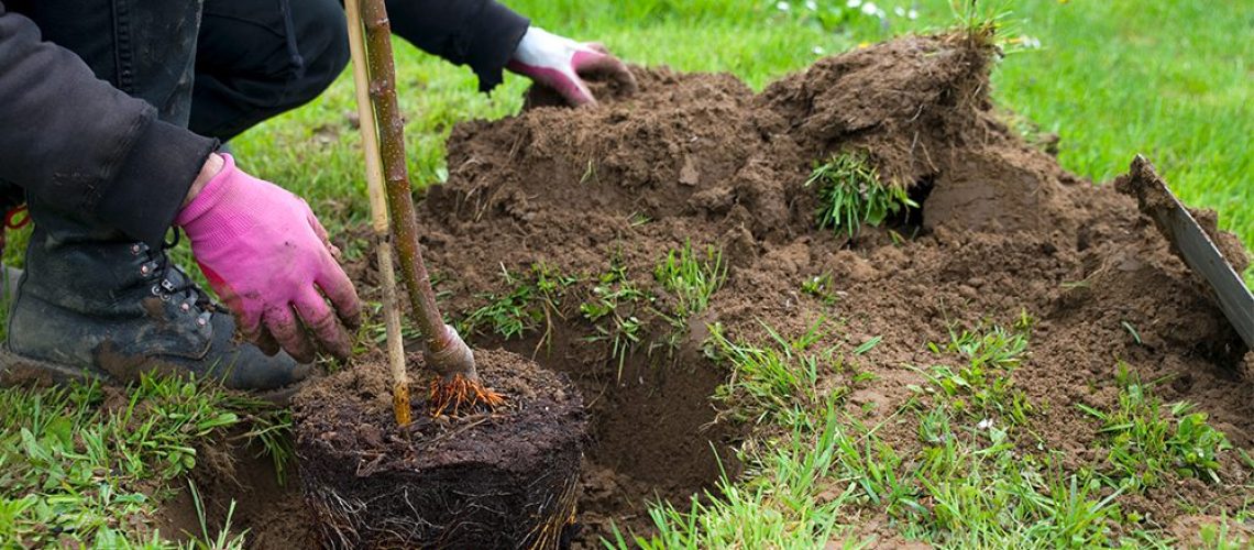royal city nursery guelph caring for newly planted trees and shrubs