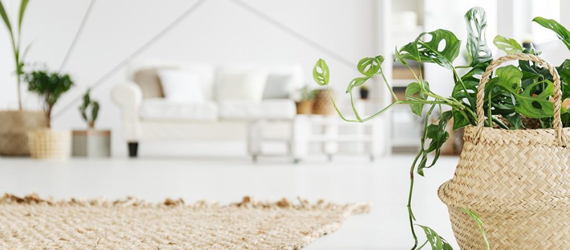 royal city nursery guelph energizing indoor spaces with houseplants