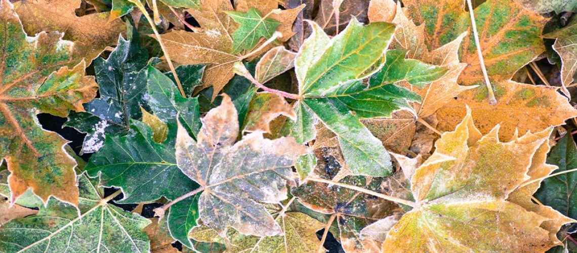 fall landscape care dos and donts fallen leaves covered with frost royal city nursery guelph