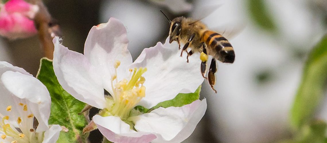 royal-city-nursery-guelph-fruit-tree-landscaping-pollinator