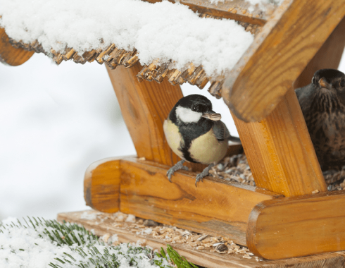 royal city nursery guelph how to attract winter birds houses