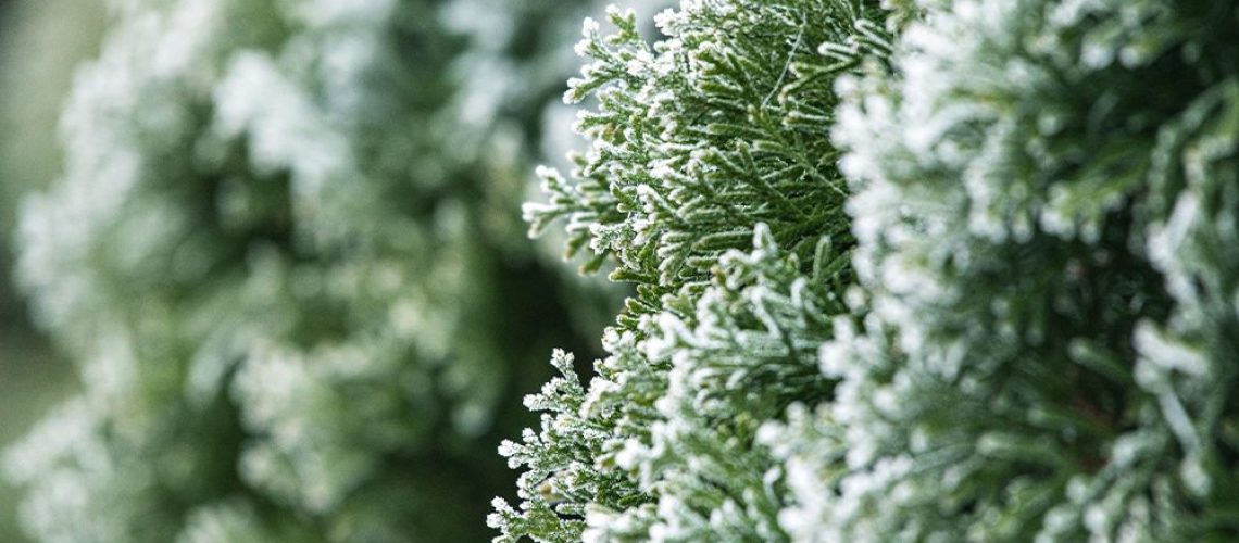 frost on evergreen trees royal city nursery guelph