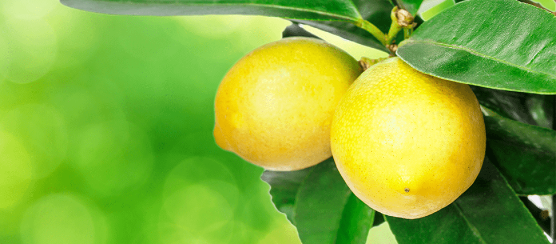 royal city nursery guelph meet your match houseplant personality citrus cocktail tree