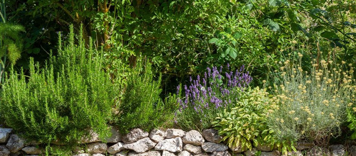 royal city nursery guelph perennials that smell great