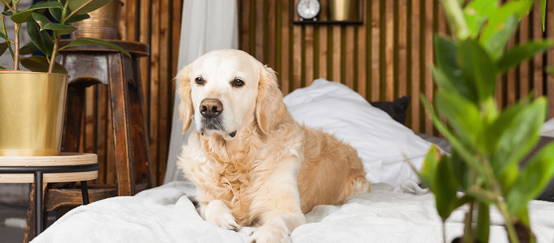 royal city nursery guelph pet friendly plants dog tropicals