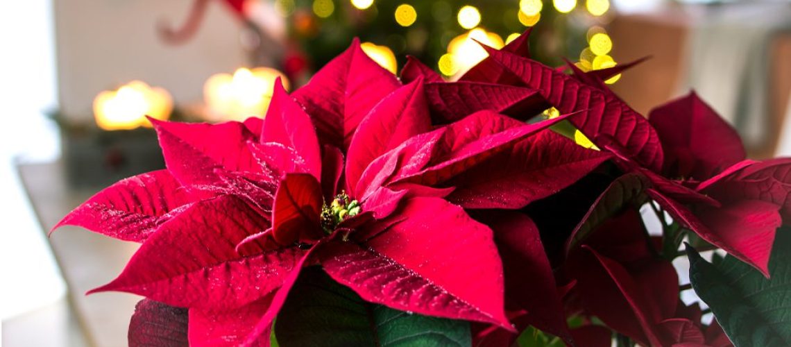 royal-city-nursery-guelph-poinsettia holiday decorating trends 2020