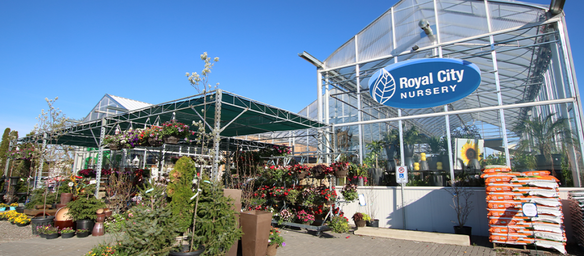 royal city nursery guelph ten lessons in ten years greenhouse