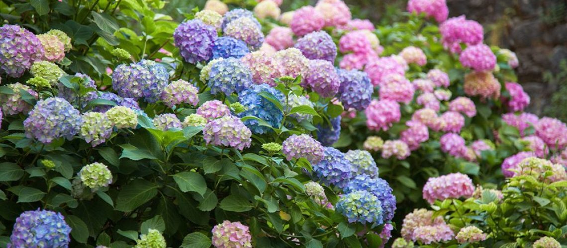 royal city nursery troubleshooting hydrangeas bush pink purple blue blooms
