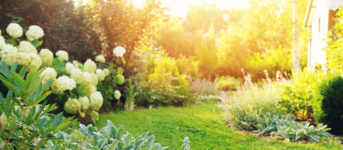 -super sunny garden summer royal city nursery